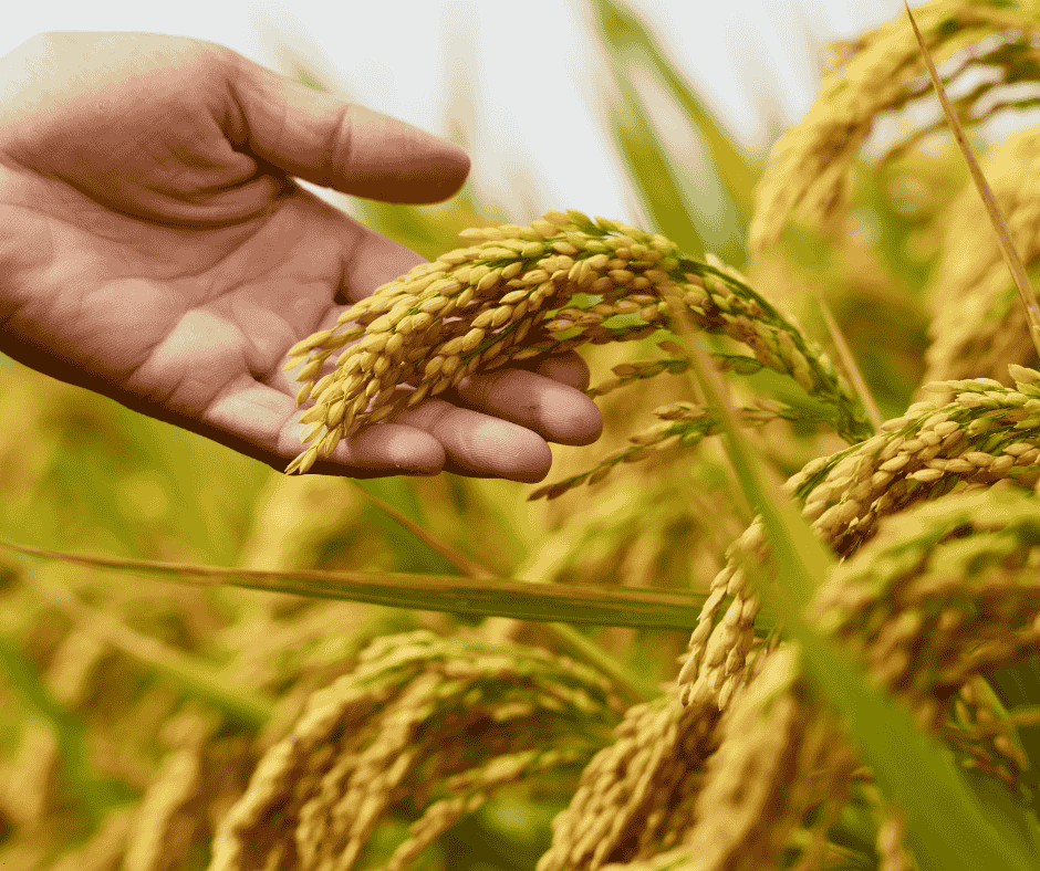 Vietnam's rice export price has dropped to its lowest level since 2021